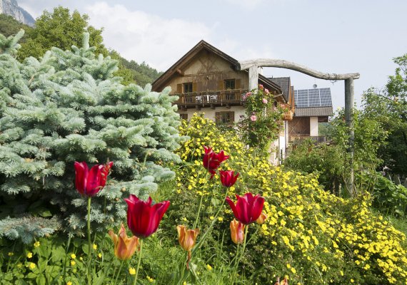 Vielfältige Tulpenpracht am Aignerhof