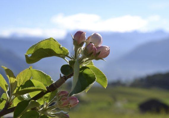 Langsam brechen die ersten Knospen auf