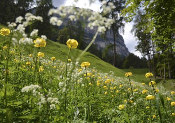 Unsere Bergwiese am Fuße des Gantkofels