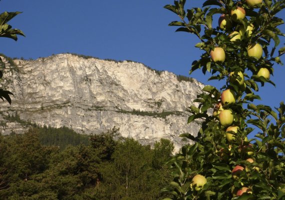 Unsere Golden Delicious mit unserem Hausberg, dem Gantkofel