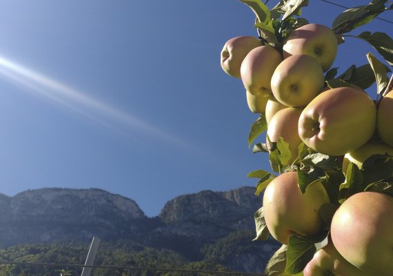 Unsere Golden Delicious im Sonnenlicht