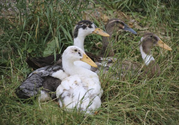 Kurze Pause von der Schneckenjagd