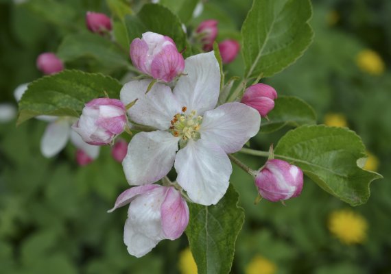 Die Apfelblüte ist immer wieder zauberhaft