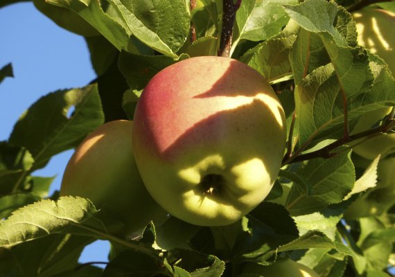 Ein Apfel am Tag…