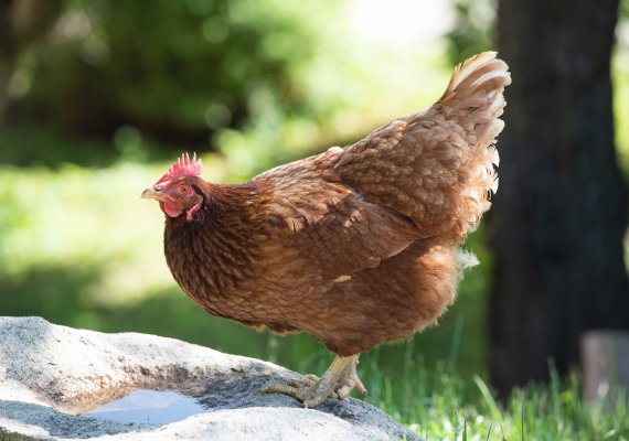 Glückliche Hühner legen die besten Eier