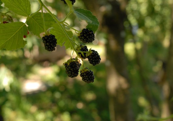 Frische Brombeeren direkt vom Strauch