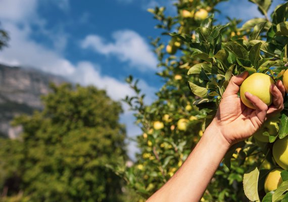 Qualität ist uns wichtig – wir verwenden nur Pflückware