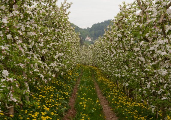 Traumhafte Apfelblüte